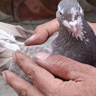 چهار عدد کفتر قریب