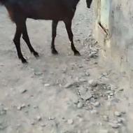 بز دورگ جوان مخصوص داشت و قربانی