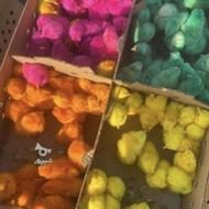 انواع جوجه رنگی