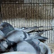 کفتر نروماده سبز ب تمام معنا