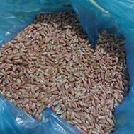 گندم بوجارشده عالی