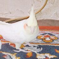 عروس هلندی
