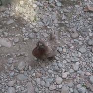مرغ کاکلی پاپر اصل اصل