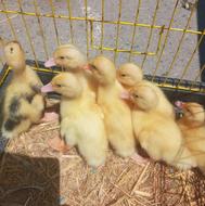 بچه اردک اسرائیلی
