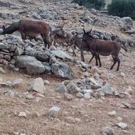 6عدد علاق ماده با کره شیر داره