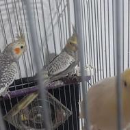 عروس هلندی سالم