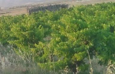 فروش یک هکتار باغ ثمری در سیمکان