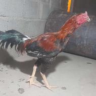 خروس سندی نسل دار