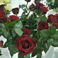 خط رند 09139002005