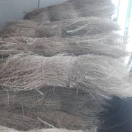 جارو سیخی یا جارومحلی