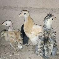 جوجه مرغ 2ماهه لری .عربی .