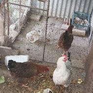 فروش مرغ بومی تخم گذار