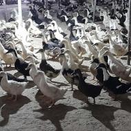 اردک دوماهه