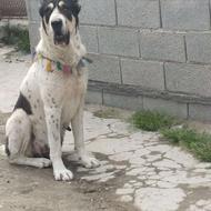 البای ماده واگذار
