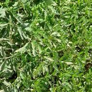 شتل (نشاء) گوجهفرنگی