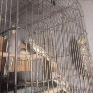 جوجه عروس هلندی2و4ماهه