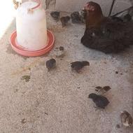 مرغ لاری جوجه لاری