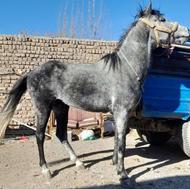 نر درشت سواری گله ای به شرط