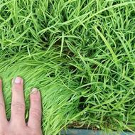 فروش تیم سبدی آماده نشا