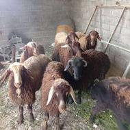 فروش نر بره چاق