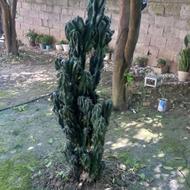 گل کاکتوس صخره ای