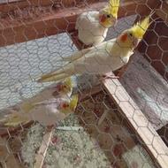 طوطی عروس هلندی