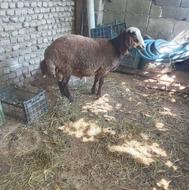 بره نر پروار
