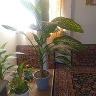 گل دیفن باخیا نو