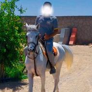 اسب نریون کره شبح ساوالان