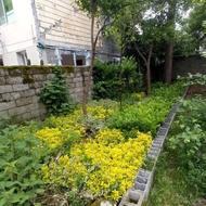 یاس هلندی و شمشاد طلایی و.....