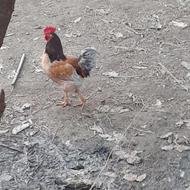 چهارعددخروس محلی اصیل