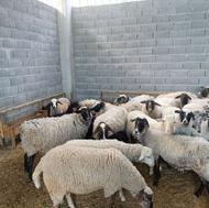 فروش گله رومانف وشال رومانف استثنایی چند قلو زا