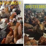 فروش مرغ و خروس محلی