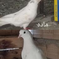 چهار تا پرنده پرشتی