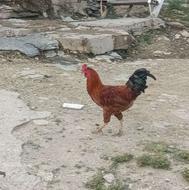 کلشیرجواننن