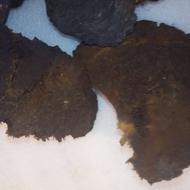 قارچ گانودرما طبیعی