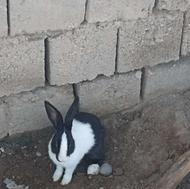 خرگوش فروشی
