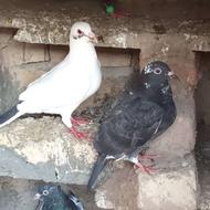 کبوتر دانه ای