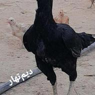 مرغنسلبالا درحالتخم