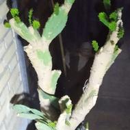 گل کاتوس فروشی