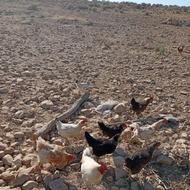 خروس محلی عشایری