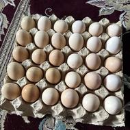 تخم مرغ محلی نطفه دار تازه