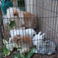 عروسک های نازنین