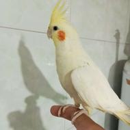 عروس هلندی ماده
