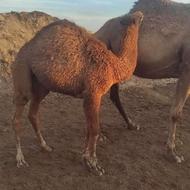 شتر و بچه شتر