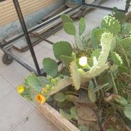 گل کاکتوس خاردار
