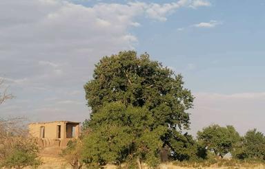 زمین کشاورزی