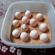 تخم مرغ نطفه دار مرغ ابریشمی