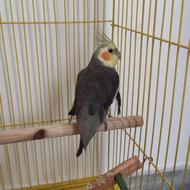 طوطی عروس نر400سه ماهه