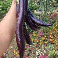 فروش انواع نشا صیفی جات و سبزیجات